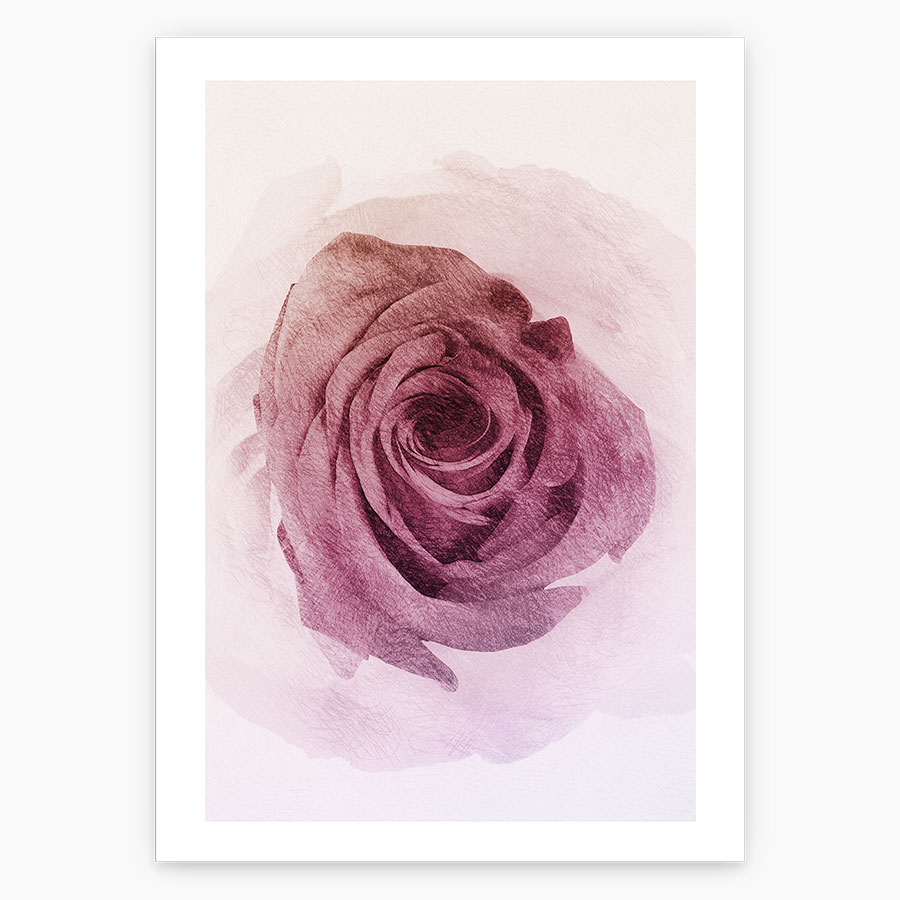 Poster med en vacker ros.